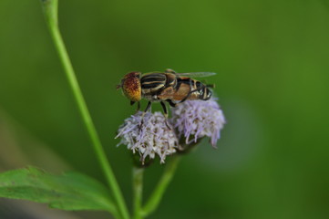 flies on nature background