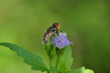 flies on nature background