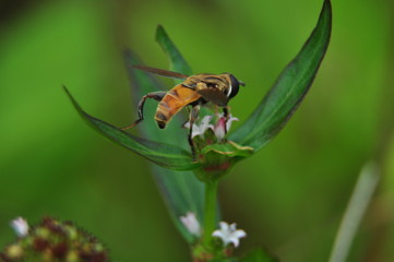 bee on nature background
