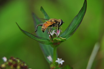 bee on nature background