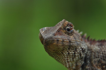 lizard on nature background