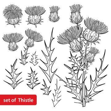 Set with outline welted Thistle or Carduus plant, spiny leaf, bud and flower bunch in black isolated on white background. 