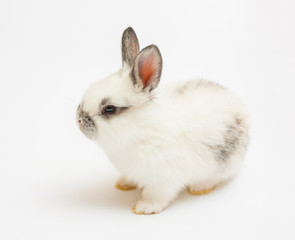 Obraz premium rabbit