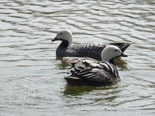 Fototapeta premium Gänse und Enten