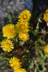 Blühender Löwenzahn (Taraxacum sect. Ruderalia)