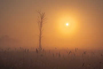 Naklejka premium Valley of the Jeziorka River on a foggy morning near Piaseczno, Masovia, Poland