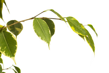 ficus tree isolated on white background