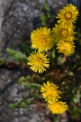 Blühender Löwenzahn (Taraxacum sect. Ruderalia)