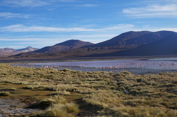 Laguna Colorada - Sud Lipez - Bolivia