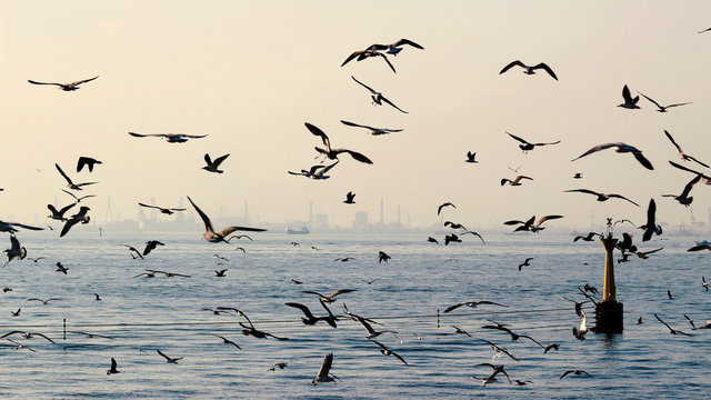 Flock Of Seagulls Flying Above The Sea