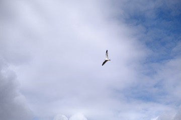 Gull