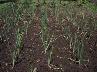 biological agriculture farm onion plant