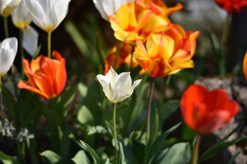 Obraz na płótnie Canvas Tulpen (Tulipa)