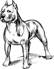 Graphical portrait pit bull isolated on white background. Vector sketch for tattoo, coloring and printing