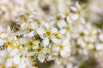 weiße Kirschblüten im Frühling bei Sonnenschein