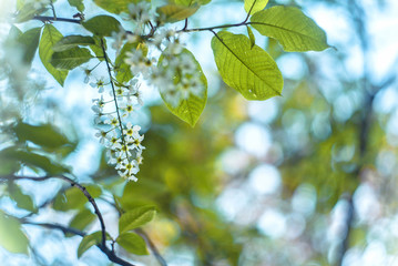 Blossoming bird-cherry. Flowers bird cherry tree. beautiful blooming branch of birdcherry on sunny spring day in garden.