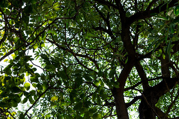 Background of nature