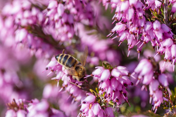 eine Biene sammelt auf einer Blume (Schneeheide) Honig
