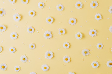 Flowers composition. Pattern made of chamomiles, petals on pastel yellow background. Spring, summer concept. Flat lay, top view, copy space