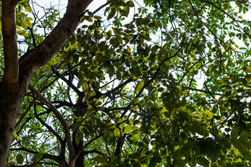 Fototapeta premium Background of nature