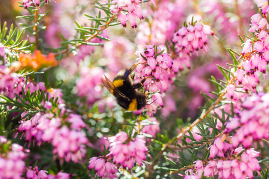 eine Hummel sammelt auf einer Blume (Schneeheide) Honig