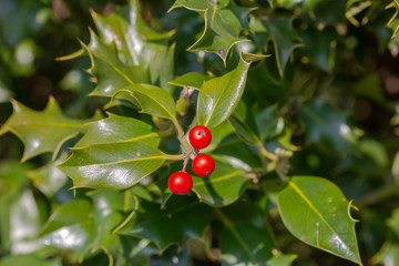 Stechpalme im Frühling im Garten