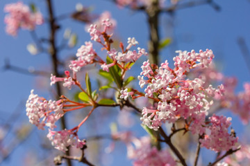 Nahaufnahme von einer Pflanze (Farrers Schneeball) im Frühling