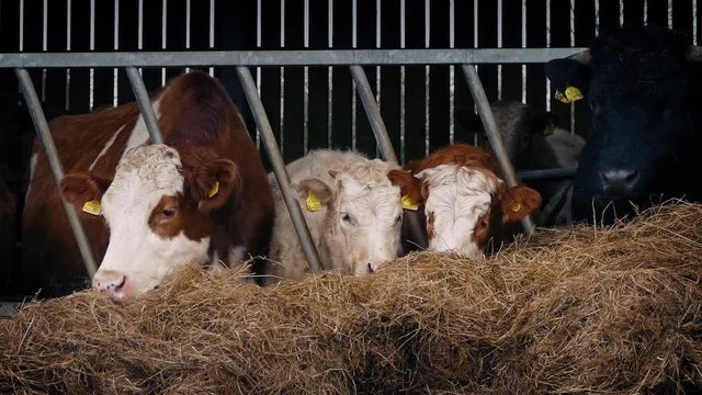 Cows Feeding In Farm Shed