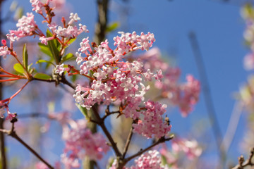 Nahaufnahme von einer Pflanze (Farrers Schneeball) im Frühling