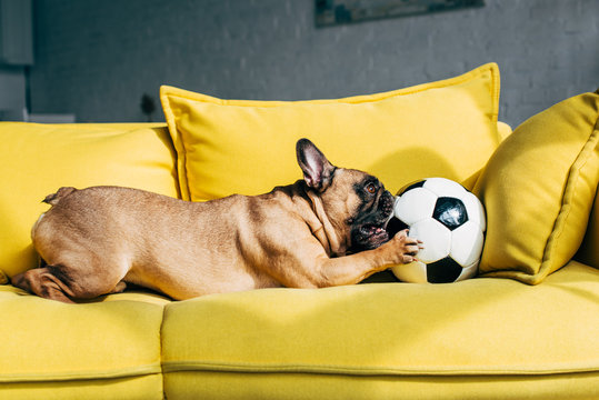cute french bulldog playing with football on yellow sofa at home