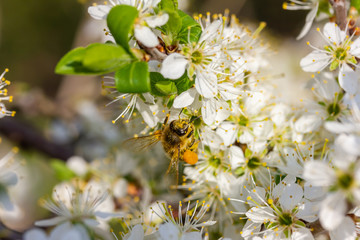 eine Honigbiene sammelt an weiße Kirschblüten Honig