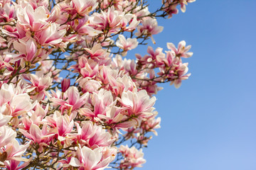 Magnolie vor blauem Himmel im Frühling