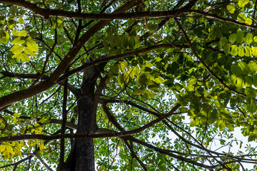 Background of nature