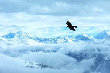Naklejka na ściany i meble Yellow billed chough flying in front of swiss alps scenery. Winter mountains. Bird silhouette. Beautiful nature scenery in winter. Mountain covered by snow, glacier. Panoramatic view, Switzerland