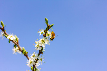 eine Honigbiene sammelt an weiße Kirschblüten Honig