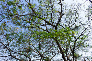 Background of nature