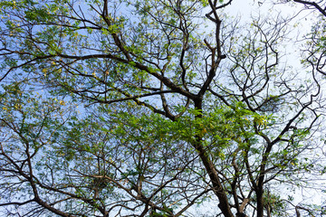 Background of nature
