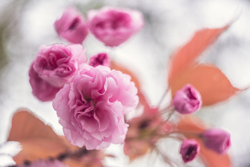 Cherry blossom spring flowers background