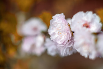 Cherry blossom spring flowers background