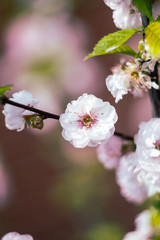 Cherry blossom spring flowers background