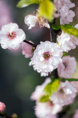 Cherry blossom spring flowers background