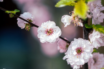 Cherry blossom spring flowers background