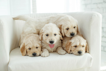 Puppies at home on the carpet 