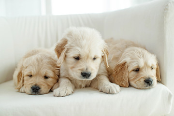 Puppies at home on the carpet 