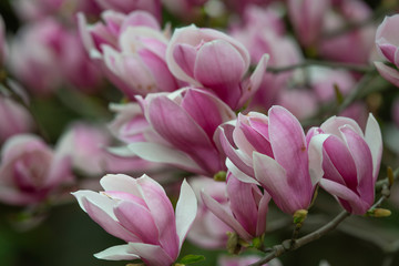 Fototapeta na wymiar Purple magnolia and flower buds blooming in spring