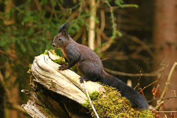 Obraz premium Eichhörnchen