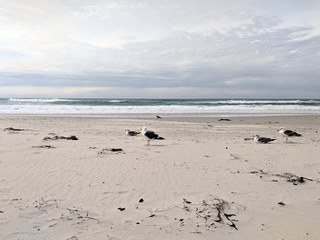 Ocean beach California seagull sand sky