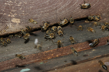 Drones and honeybees on hive entrance