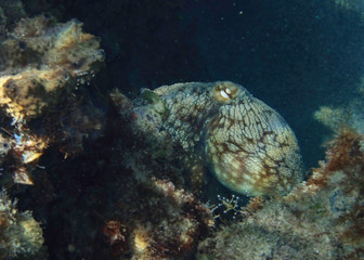 Caribbean Octopus St Lucia