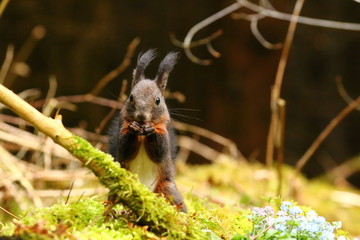 Obraz premium Eichhörnchen